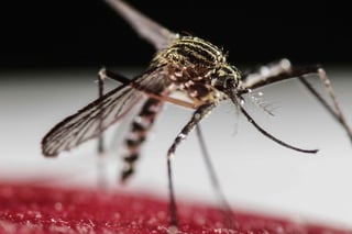 El zika es una de las varias enfermedades que puede transmitir este mosquito. (ARCHIVO)