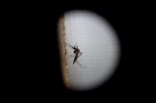 El mosquito de la variedad 'Aedes aegytpi', el cual transmite el virus del zika, dengue y chikungunya. (ARCHIVO)