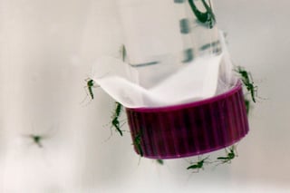 Se recomienda mantenerse protegidos de la picadura del mosquito aedes aegypti utilizando prendas que cubran la mayor parte del cuerpo, mosquiteros y repelentes. (ARCHIVO)