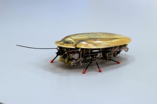 Los investigadores esperan que también en caso de tornados o explosiones el robot en forma de cucaracha será capaz de localizar cuerpos. (ARCHIVO)