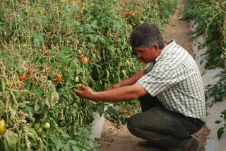 Tomate. En varios municipios tienen invernaderos donde se siembra tomate, mismo que surte al mercado local.