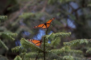 Esta mariposa, característica por sus grandes alas de color anaranjado y con los bordes negros, viaja cada otoño desde Canadá y la zona norte de EU hasta México. (ARCHIVO)