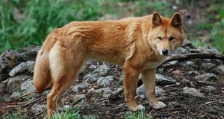 La investigación, recogida en la revista científica Evolutionary Biology, partió de la preocupación de que el cruce del dingo con otros canes pudiera afectar a sus hábitos alimenticios y, a la larga, desestabilizar el ecosistema. (INTERNET)