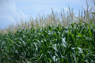 Trabajo. En la Laguna de Durango, predominará el cultivo del maíz seguido por el sorgo este año. (ARCHIVO)
