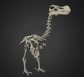 El primer atlas tridimensional del esqueleto del dodo, una ave no voladora, icono entre las especies extinguidas en la historia reciente humana. (INTERNET)