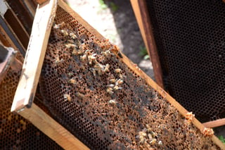 Fenómeno. Sagarpa inicia investigación sobre desaparición de abejas en la Región Laguna. (Jorge Téllez)