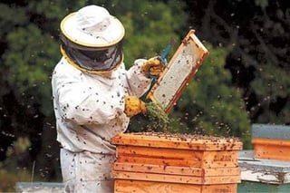 Plagas. El sector apícola está en crisis por una plaga. (ARCHIVO)