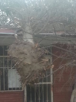 Daños. El terregal que se originó la tarde-noche del martes literalmente 'arrancó' cuatro árboles secos de una escuela. (EL SIGLO DE TORREÓN)