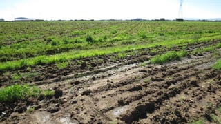Problema. El exceso de lluvias termina por dañar las siembras, por lo que campesinos prefieren que no caigan precipitaciones.