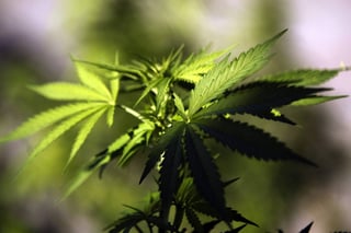 Salud. La propuesta que envió el presidente Enrique Peña Nieto pide despenalizar la marihuana para uso medicinal. (EL SIGLO DE TORREÓN)