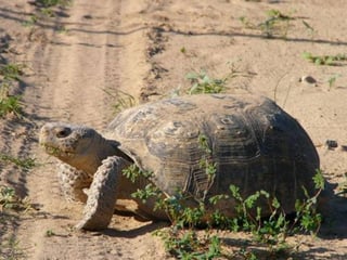 Valiosa. La especie de tortuga tiene un papel importante dentro del ecosistema de pastizal.