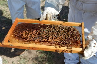 Alarma. La muerte de abejas es un fenómeno que preocupa y afecta a los productores. (EL SIGLO DE TORREÓN)