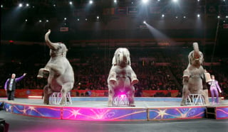 El circo tiene 40 elefantes, la manada más grande en América del Norte, y continuará en un programa de cría. (AP)