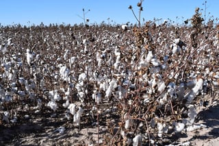 Apoyos. La delegación de la Sagarpa entregará un recurso pendiente desde hace dos años a productores laguneros de algodón. (ARCHIVO)