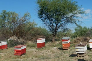 Alerta. Ante la desaparición del 80 por ciento de las abejas,  La Laguna es 'foco rojo' a nivel nacional. (EL SIGLO DE TORREÓN)