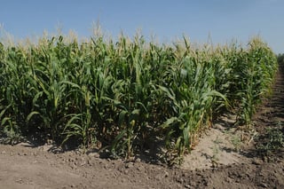 Cultivo. Este ciclo prevalecerá el cultivo de maíz forrajero en el municipio de Francisco I. Madero. (EL SIGLO DE TORREÓN)