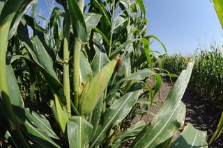 Beneficio. Este año los productores de la región optaron por sembrar maíz forrajero, debido al precio. (ARCHIVO)