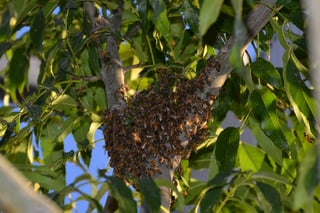 Reportes. De 6 a 8  reportes sobre presencia de abejas se reciben a diario en Bomberos. (ARCHIVO)