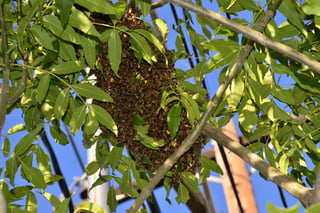 Coordinados. Atienden de manera adecuada los reportes de enjambres o panales de abejas. (ARCHIVO)