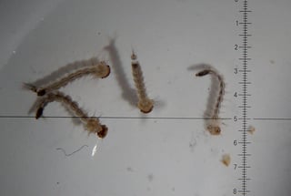 Riesgos. En la imagen se observan larvas del zika, el cual estiman que podría tener un ligero brote en Europa.