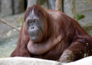 Maggie, quien tuvo cuatro crías, nació en 1961 en el zoológico de San Diego. Llegó en 1995 al zoológico de Brookfield, donde ella tuvo un papel crucial como madre sustituta dos bebés orangután. (ARCHIVO)