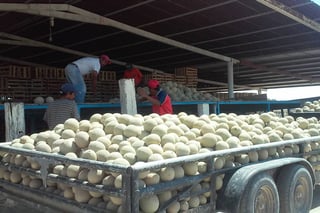 Temporada. Los productores de melón registran una buena temporada, el precio les favorece. (MARY VÁZQUEZ)