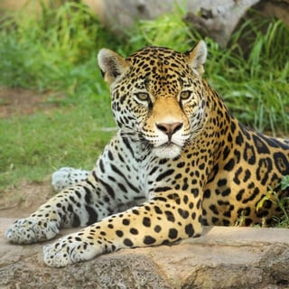 El jaguar presentó inflamación en uno de los cachetes y se le comenzó a suministrar medicamento para desinflamar y antibiótico a través de inyección.