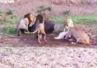 Los leones perdieron de vista al búfalo por andarse peleando. (YOUTUBE)