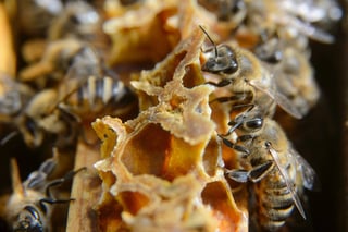 Sin resolver. Ni los estudios que realizó el Senasica pudieron determinar cuál es realmente la causa de desaparición de las abejas.