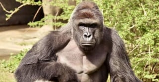 El zoológico enfrenta una creciente ola de críticas por la muerte del gorila Harambe, y por la falla en la barrera destinada a mantener al público fuera del alcance del animal. (ESPECIAL)
