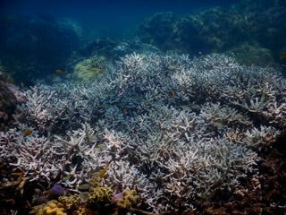 Afronta la mayor crisis de blanqueo de corales de su historia. (ARCHIVO)