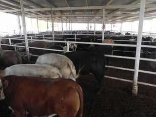 Acciones. El ganado bovino está exento de aranceles para la importación. 