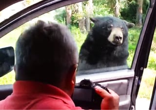 El oso logra abrir la puerta del coche. (YOUTUBE)