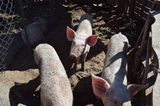 Criaderos. Los criaderos de cerdos y chivas en las viviendas de la ciudad generan contaminación. (MARY VÁZQUEZ)