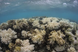 En Australia existen fuertes regulaciones para la recolección de peces y zonas protegidas como la Gran Barrera de Coral. (ARCHIVO)