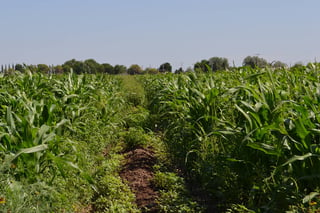 Afectaciones. Hay preocupación en el campo por las consecuencias que puede dejar en los cultivos la fuerte ola de calor. (ARCHIVO)
