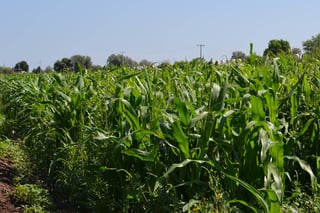 Calor. Los cultivos, sobre todo maíz, se ven afectados por los efectos del calor y uno de éstos es provocar el desarrollo de las plagas. (EL SIGLO DE TORREÓN)