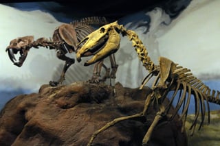 Fotografía de dos reconstrucciones de dinosaurios con fósiles hallados en la Patagonia argentina. (EFE)