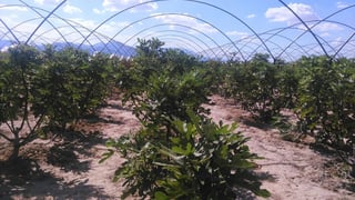 Producción. Comenzaron a levantar la cosecha del higo en la región, ya que a causa del clima el fruto madura más rápido.