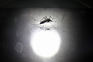El virus que provoca la fiebre chikungunya, al igual que el dengue y el zika, son transmitidos por el mosquito 'Aedes aegypti', que es común en la región de América Latina y el Caribe. (ARCHIVO)