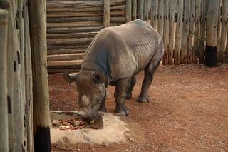 Fue trasladado a una reserva de Tanzania para participar en un programa de reproducción de esta subespecie en peligro de extinción. (EFE)