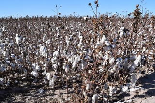 Trabajos. Muchos campesinos no tumban los residuos que deja el cultivo de algodón y propicia la proliferación de plagas. (ARCHIVO)