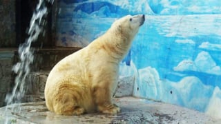Muerte. El oso llamado Arturo, estba en condiciones inadecuadas y parecía un ‘animal muy triste’.
