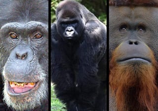 El zoológico de Chapultepec ha perdido a tres primates en menos de un año. (ARCHIVO) 