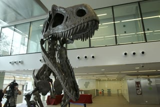 Como el Tyrannosaurus rex (T. rex), el Gualicho Shinyae es un terópodo, uno de los dos dinosaurios de dos patas similares a pájaros, pero pertenece a una rama diferente de la familia. (EFE)