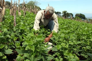 Producción. México se posiciona como el décimo primer productor de alimentos en el mundo. 