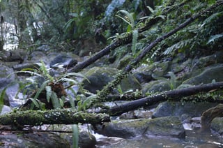 Sabiendo cómo gestionar los bosques templados con sostenibilidad, 'la mayor tarea pendiente es no haber podido hacer lo mismo en los tropicales'. (ARCHIVO)
