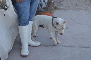 Molestia. Según los animalistas, con la salida de Raymundo Sánchez de Control Canino, se ‘frenaron’ las esterilizaciones. (ANGÉLICA SANDOVAL)