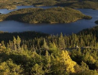 Los bosques boreales, ubicados principalmente en el norte de América, Europa y Asia, son importantes sumideros de carbono, al absorber más de lo que liberan. (CORTESÍA GREENPEACE)
