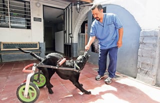 Compañeros. El veterinario Pablo Candias Salamaca ayudó a 'Rueditas' para darle una segunda oportunidad de vida. 